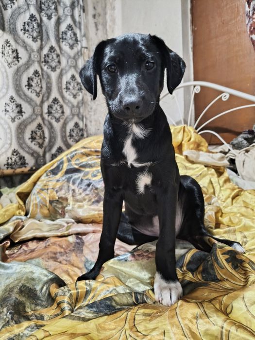 Шоколадные Лабрадоры