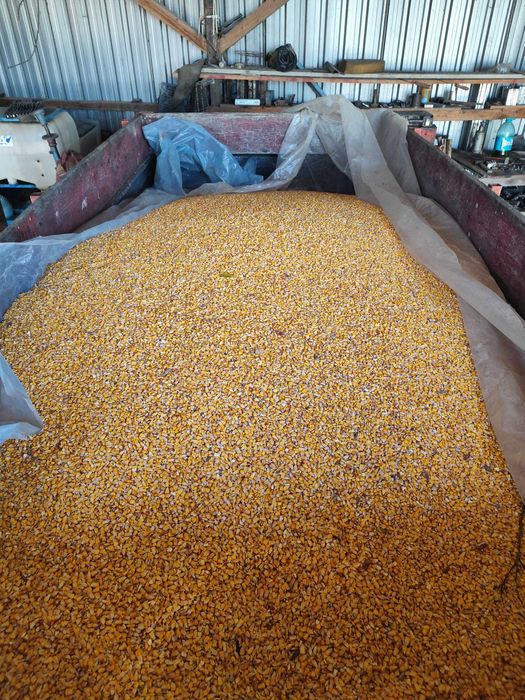 Porumb boabe de vanzare-calitate superioară