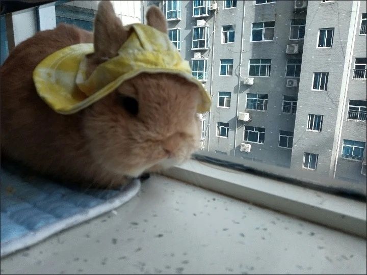 Sovg‘a topolmayapsizmi?