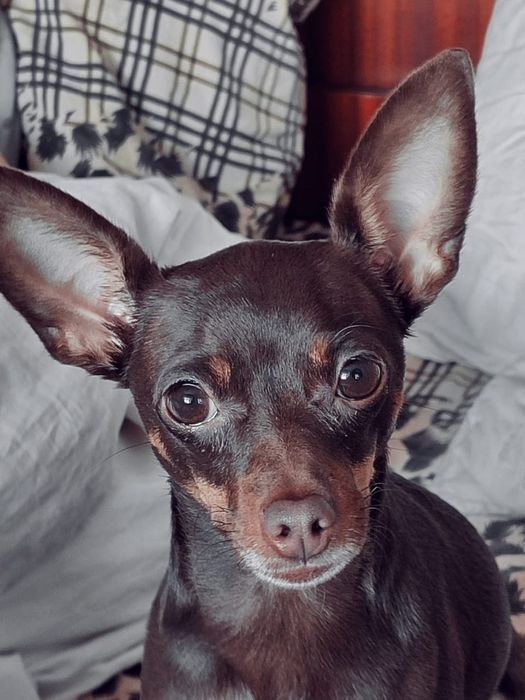 Продажа собаки породы русский той