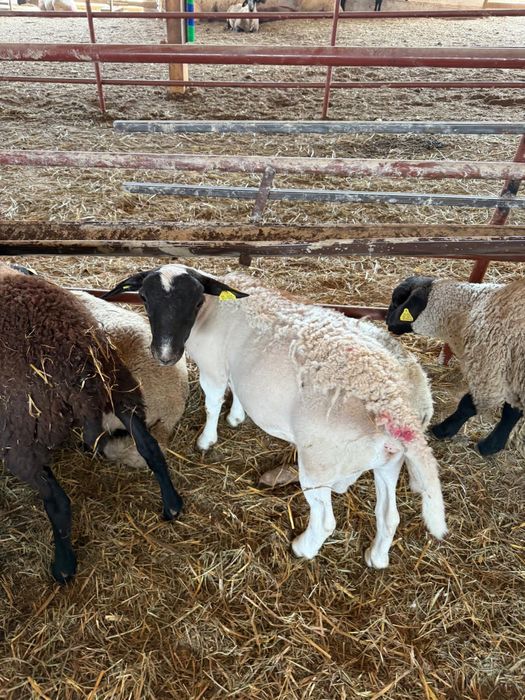 Vand oi sufolk si capre