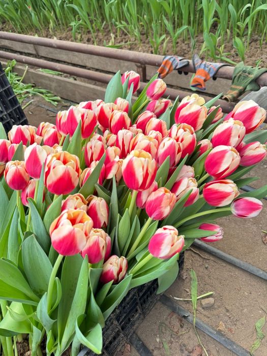 Тюльпаны оптом от производителя (голландские сорта)