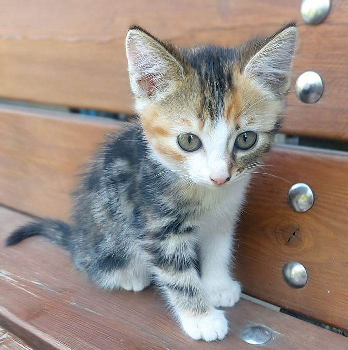 Котёнок девочка. Котята.