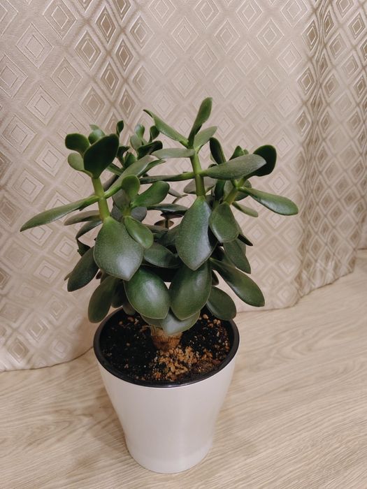 Крассула овата (Толстянка)