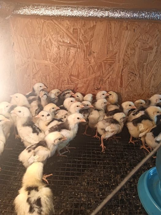 Продаю Пушкинских  цыплят мясо - яичного направления