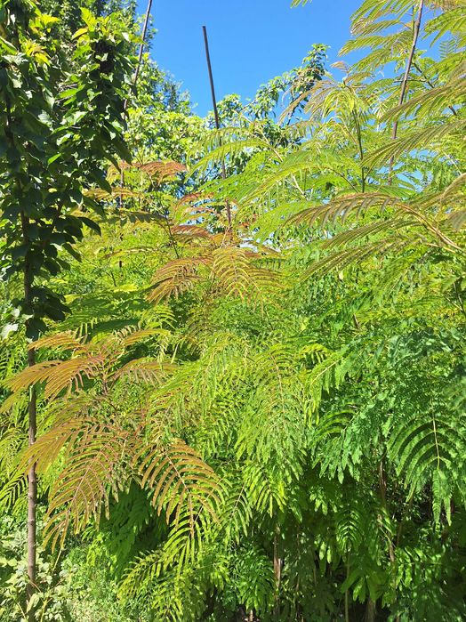 Arbore de matase parfumat