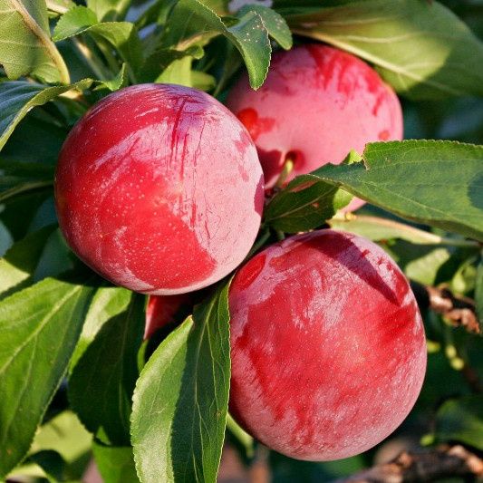 Pomi Fructiferi (Soiuri Deosebite )