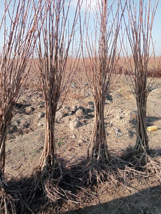 Гилос кучатлари хархил навларидан