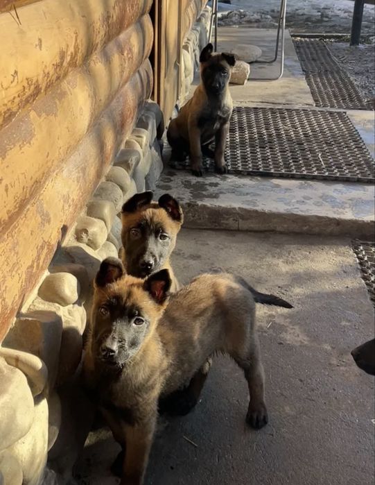 щенки бельгийской овчарки (малинуа).