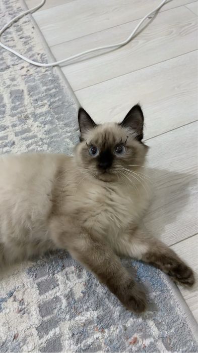Сиамская кошка сатылады