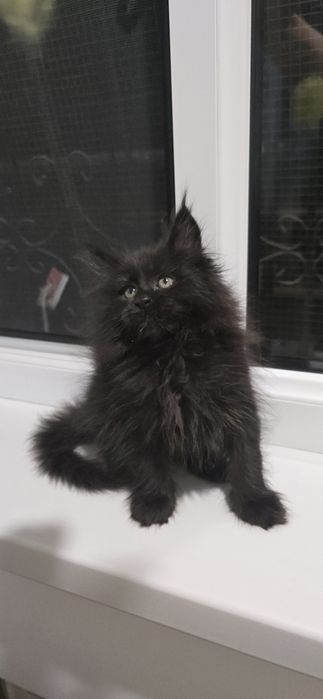 Мейн_кун девочка продаю