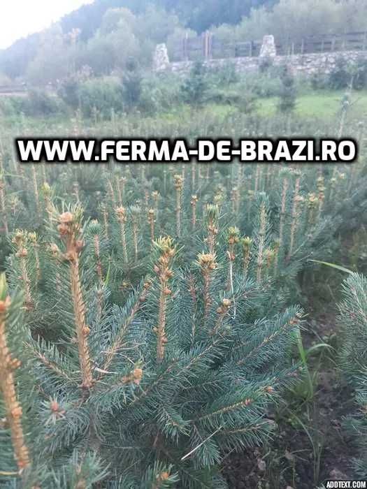 Oferta Pachet 1000 buc. puieti molid argintiu 4 ani- Discount 20%