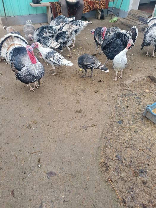 Curci și curcani de vanzare