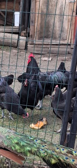 Pereche  Gaini Australorp (cocosi si gaina)