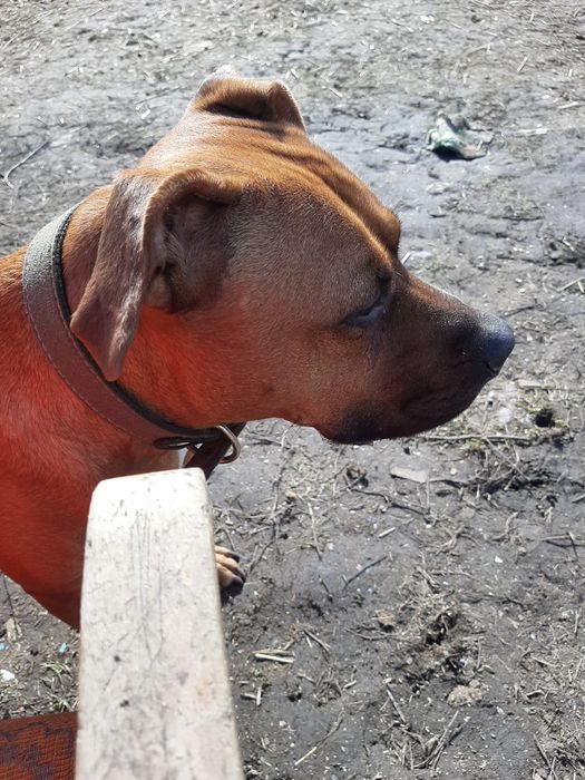 Открыта бронь  АМ .Стафф