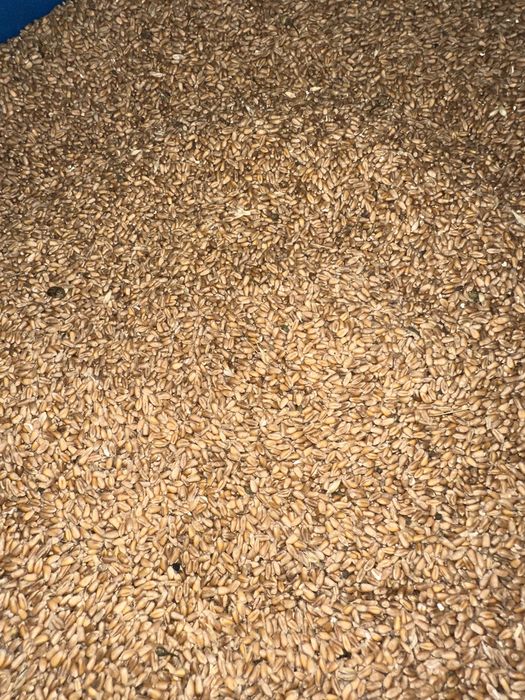 De vânzare: Grâu, Floarea-Soarelui și Orzoaică