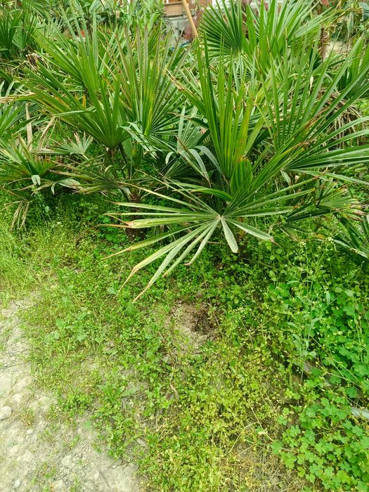 Be pulga palma gullari yer boʻshatishga tekinga bervoramiz