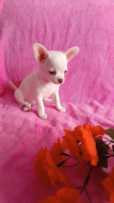 Щенок девочка чихуахуа