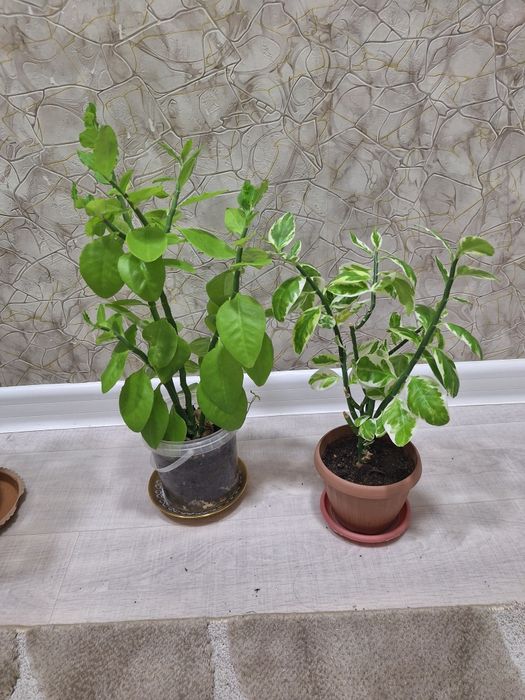 КОЛЕУС, Пеперермия итд.