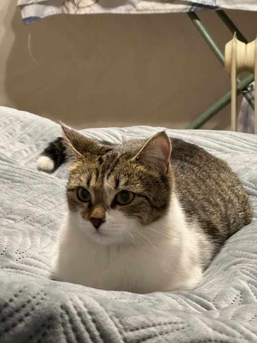 Отдам кошку, 1 год