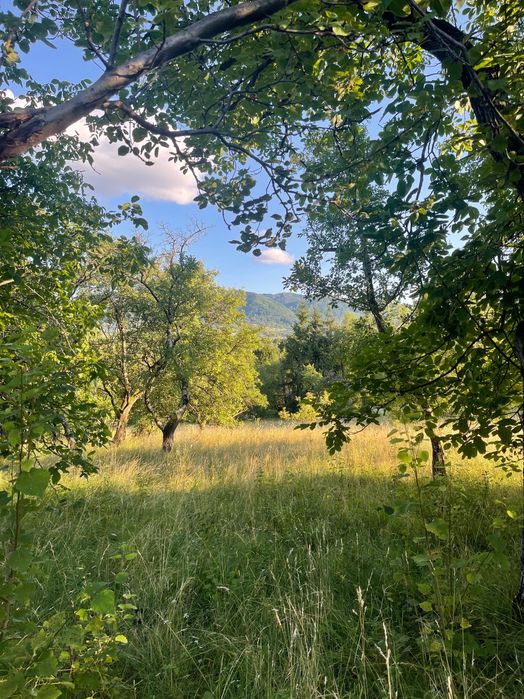 Teren intravilan de vânzare – 7.287 mp – Ibănești Pădure