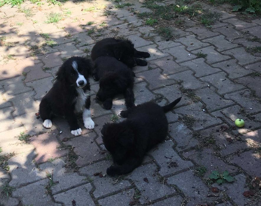 Pui de căței își caută familii adoptive!