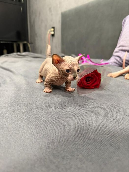 Сфинксы бамбино и двэльф