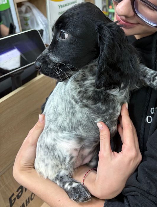 Пропал щенок спаниеля