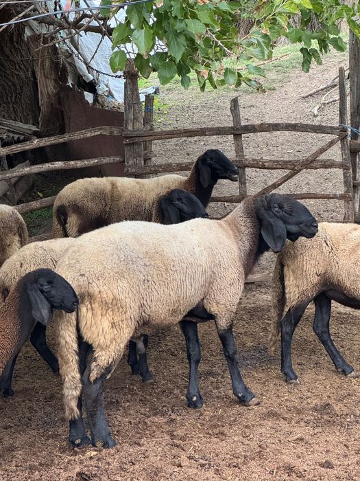 Овен плевенски черноглав