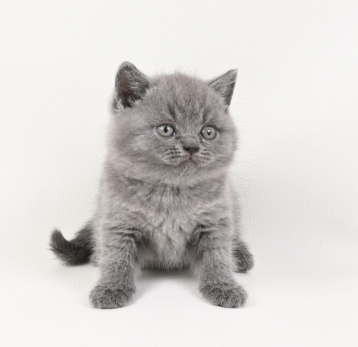 Pisoi British Shorthair colour blue cu pedigree