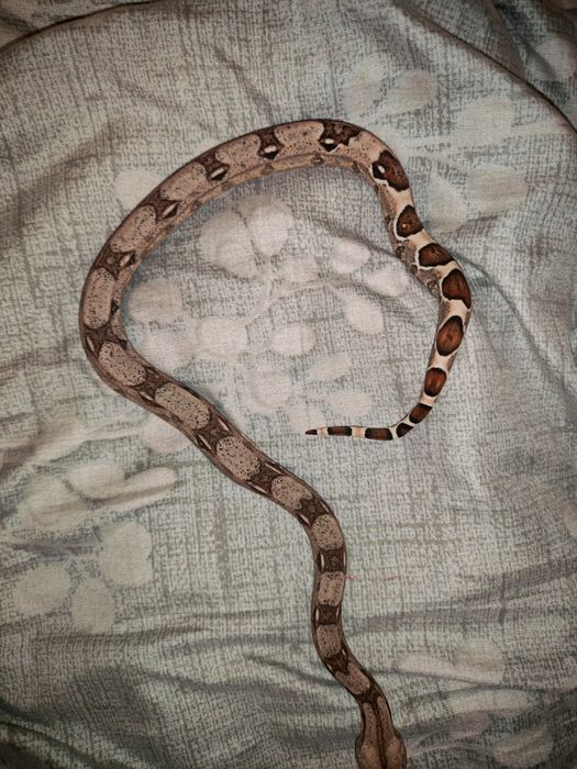 Императорский удав