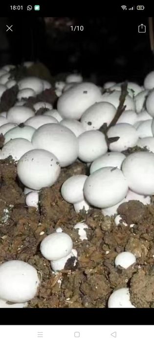 Продам споры белого гриба