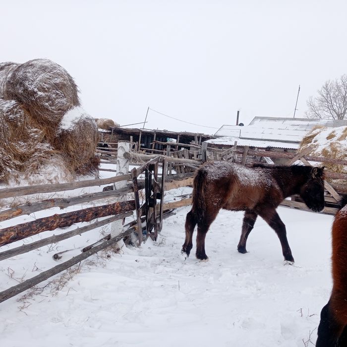 Продам  бие жабагымен