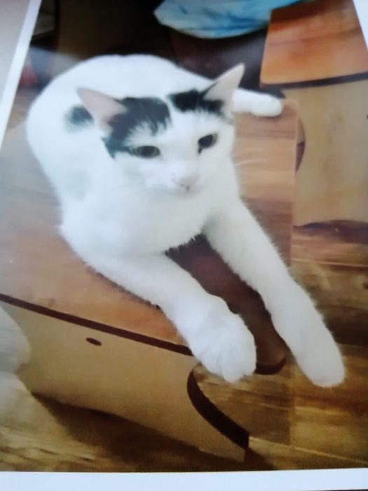 Кошки в доброе руки