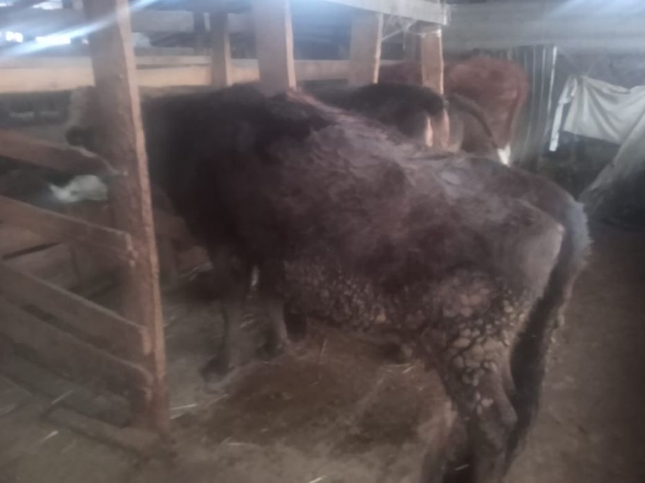 Сиырлар сатылады