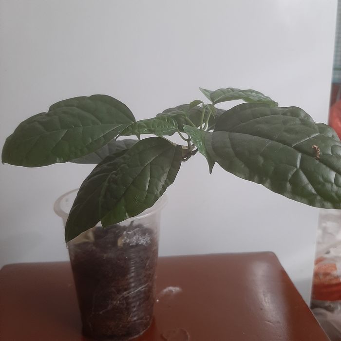 Клеродендрум филиппинский