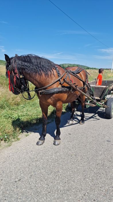 Vand cal de căruță cuminte
