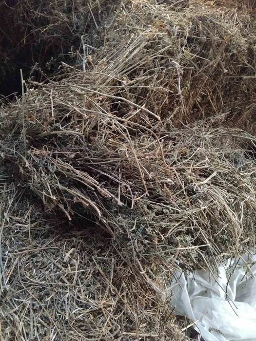 Продавам Бали ЛЮЦЕРНА