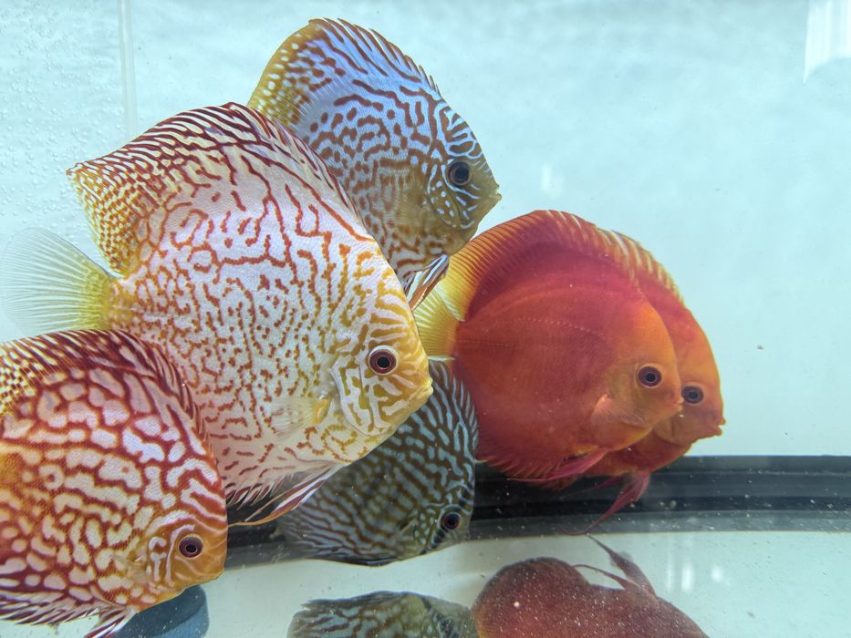 Se vinde pereche discus confirmata