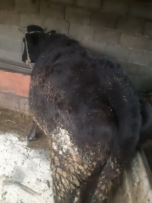 Корова продаётся