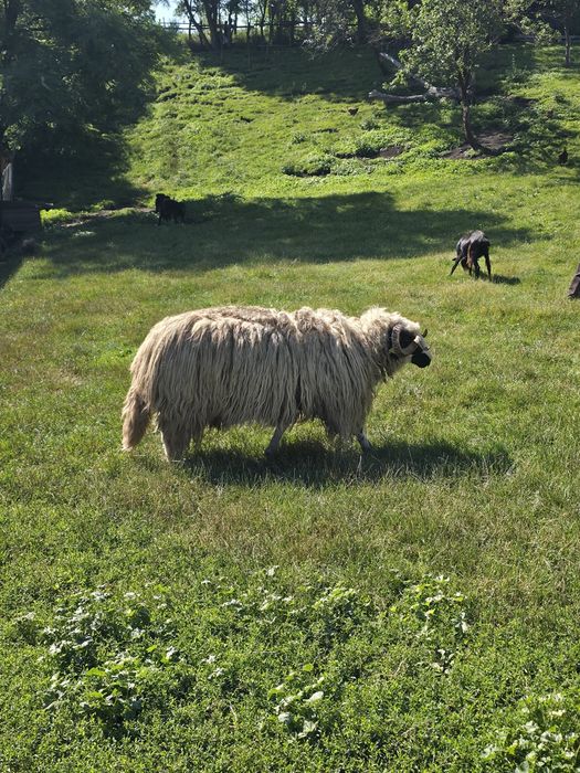 Animale de vânzare