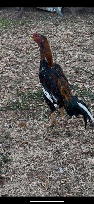 Дакан бойцовый чисто кров