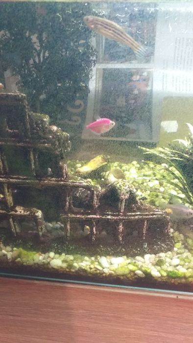 Vind acvariu cu tot cu pesti