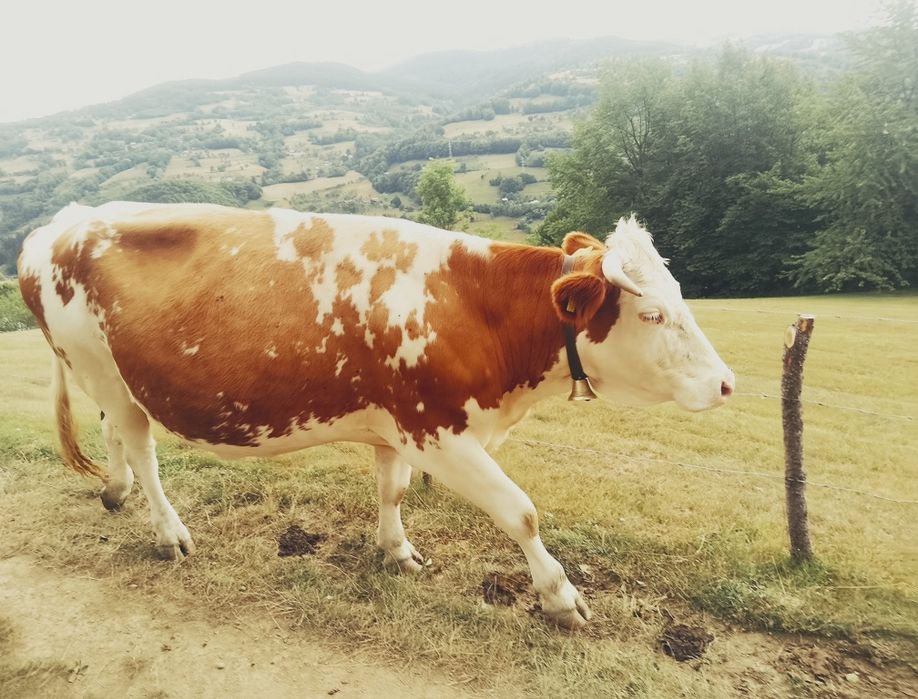 Bălțata românească