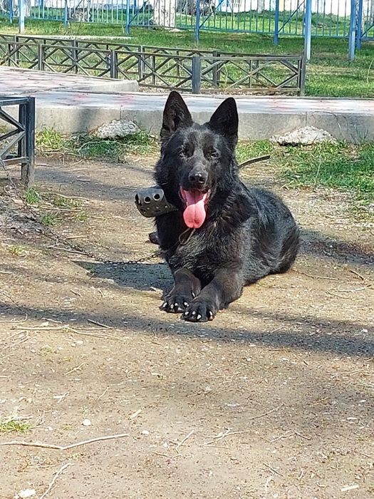 Немецкая овчарка для вязки