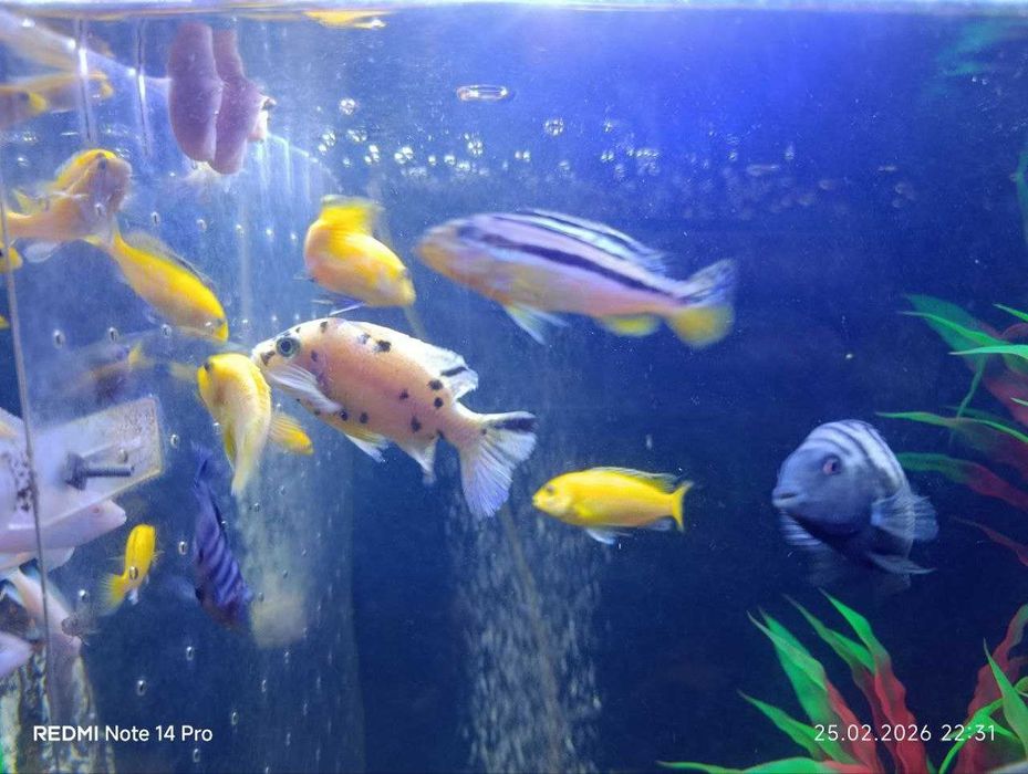 Akvarium va baliqlar sotiladi NURAFSHON