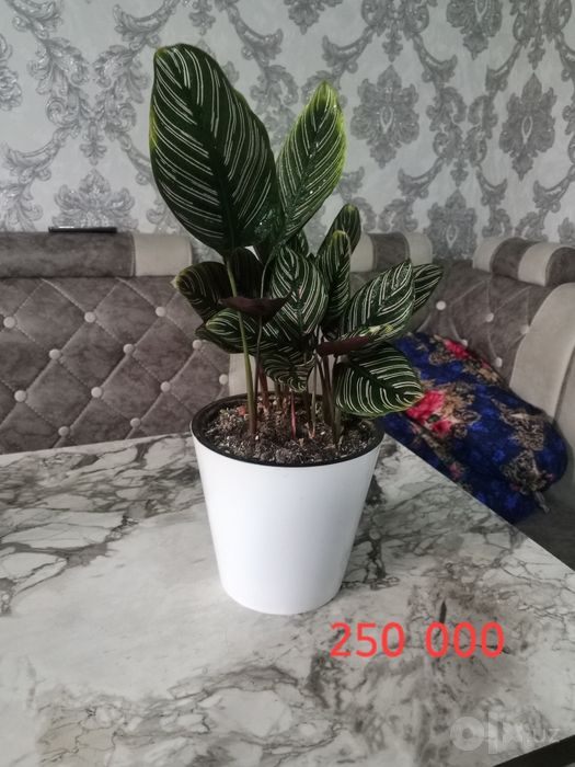 Продаются цветы комнатные то