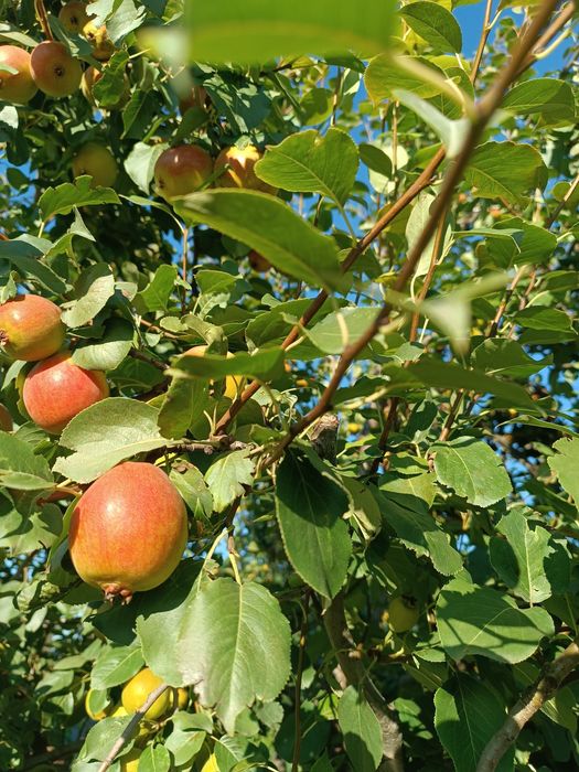 Саженцы грушы ..