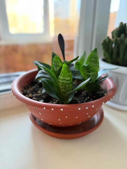 Продам комнатные цветы