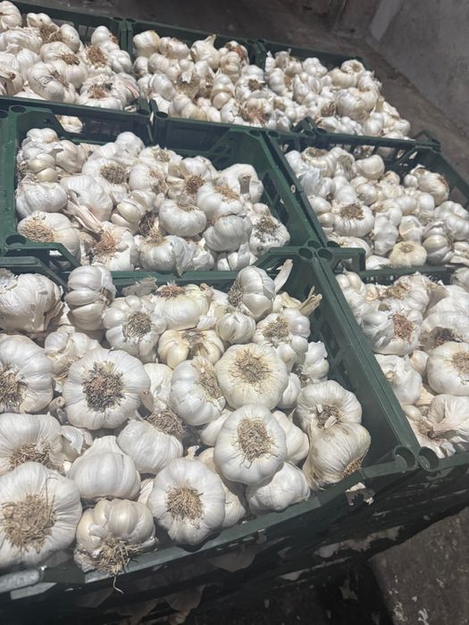 Vand usturoi de pus in pamant